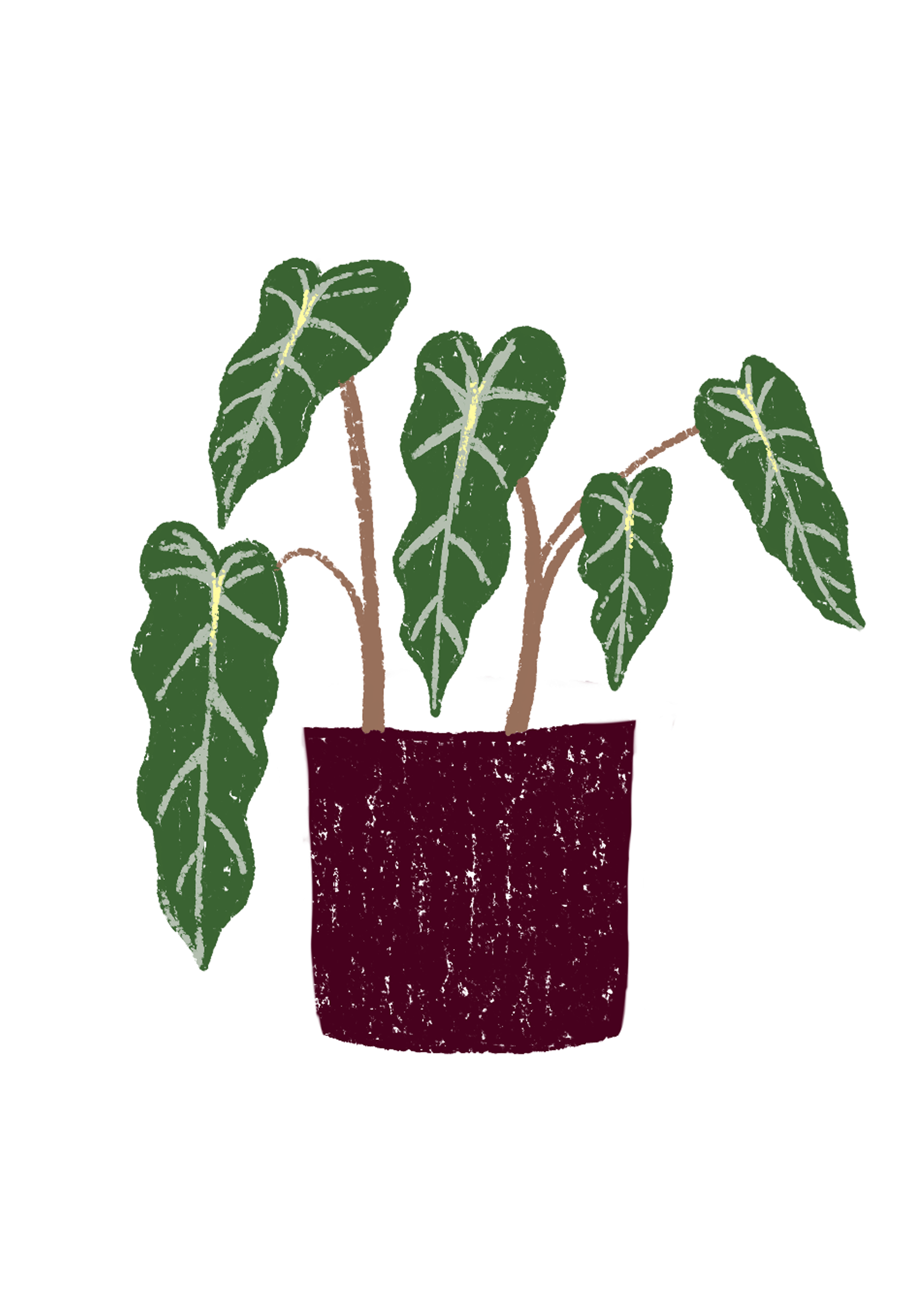 A5 plantas - Imagen 2