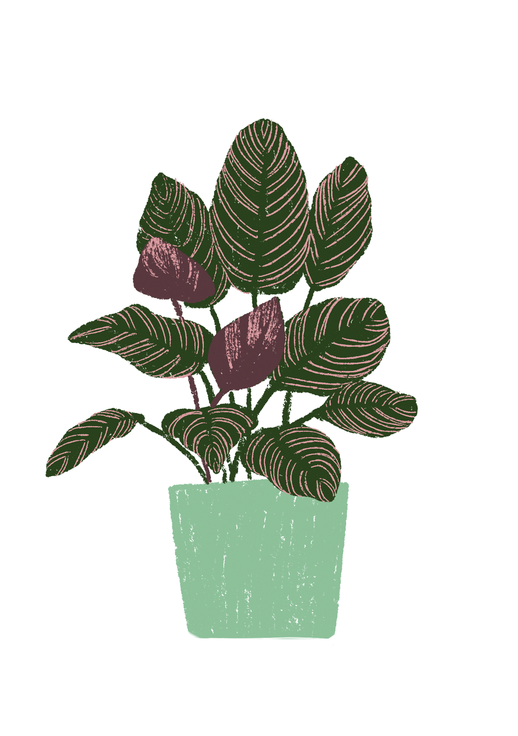 A5 plantas - Imagen 4