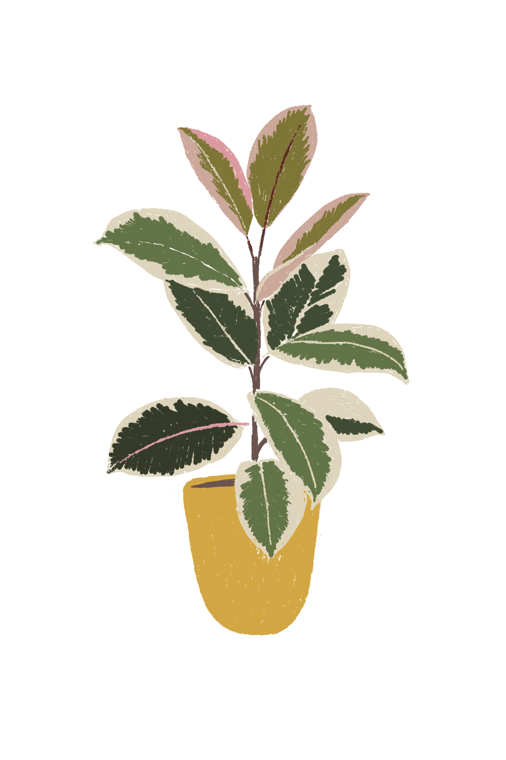 A6 plantas - Imagen 10
