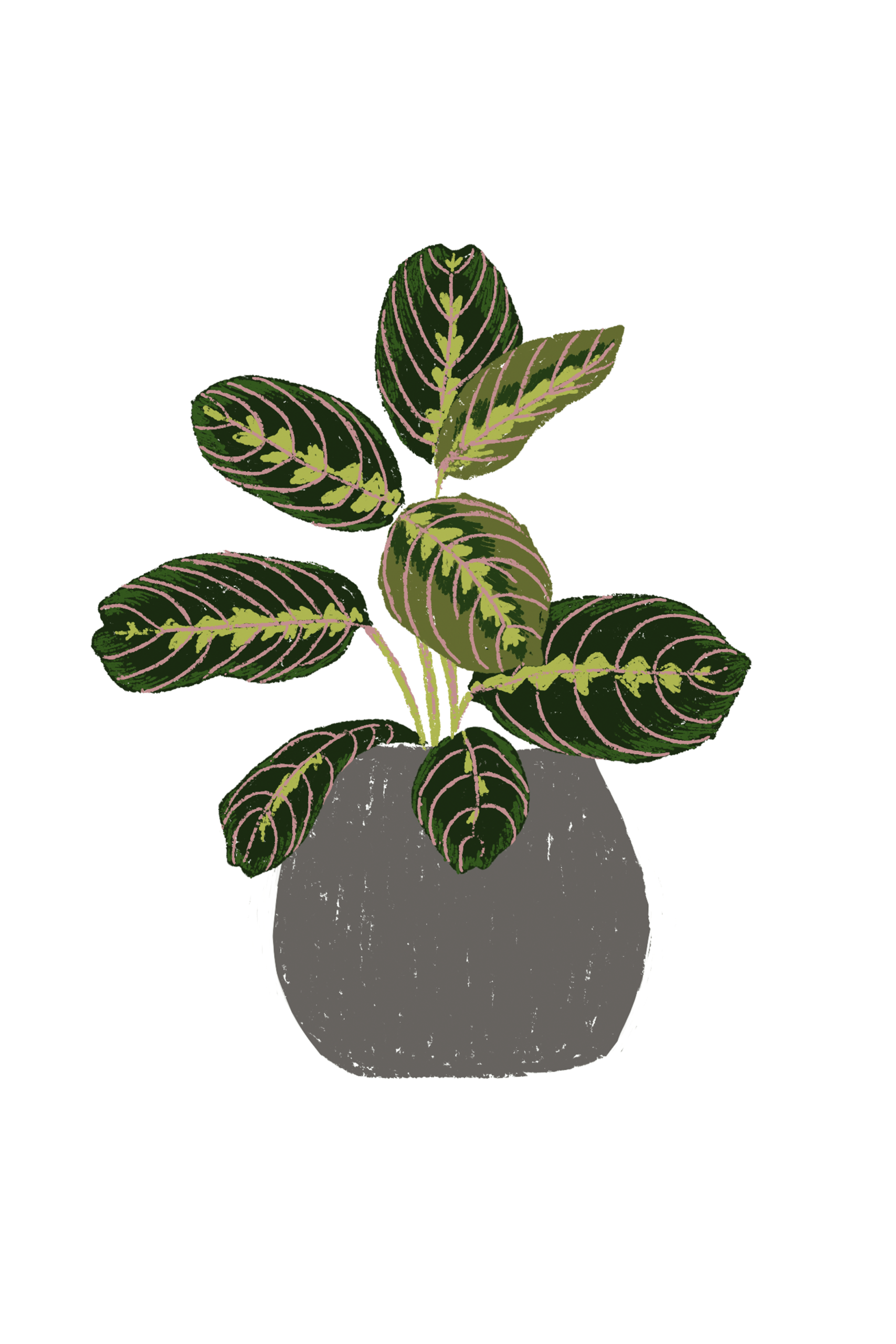 A6 plantas - Imagen 7