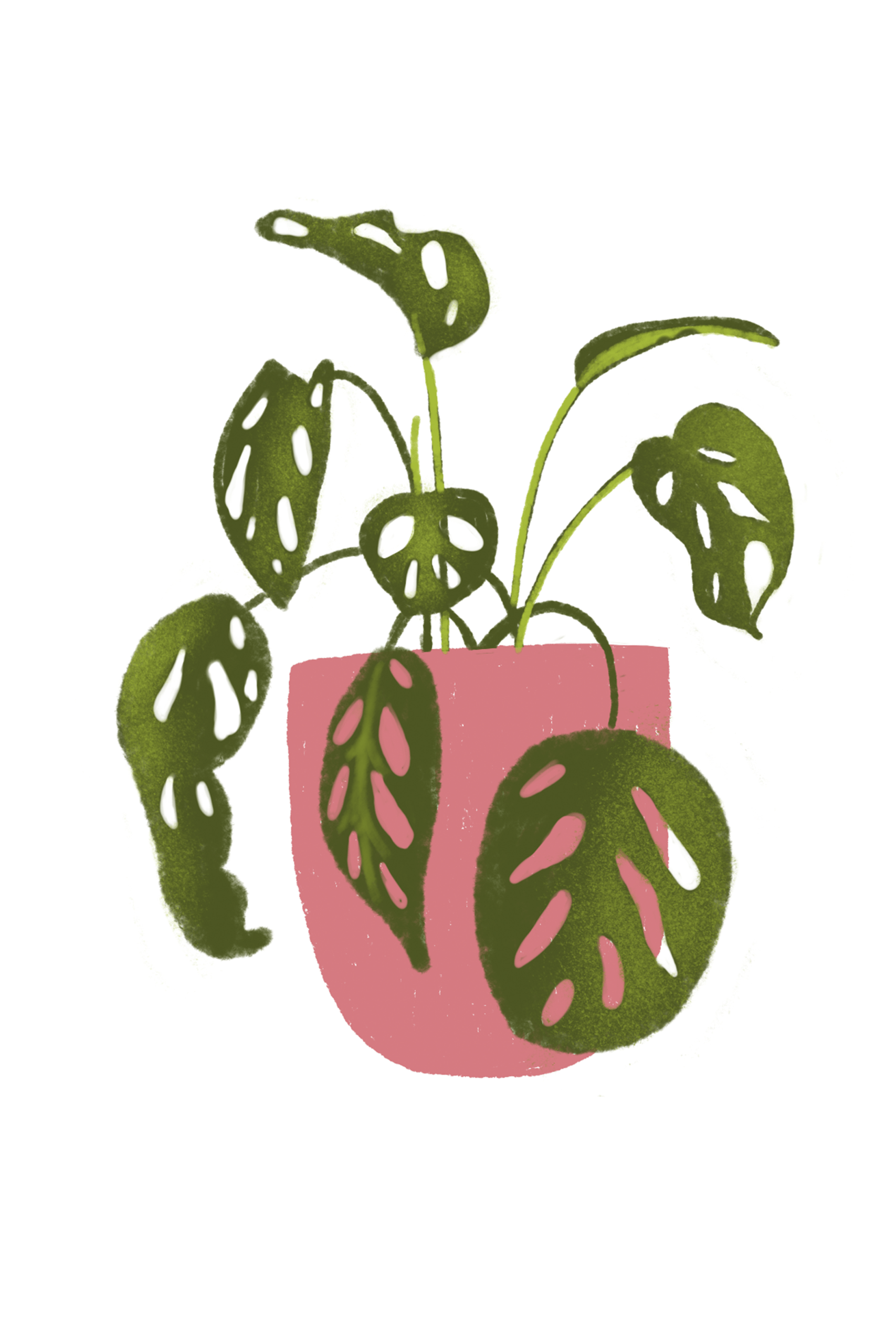 A6 plantas - Imagen 9