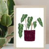 A5 plantas