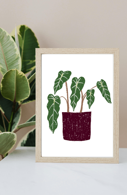 A5 plantas
