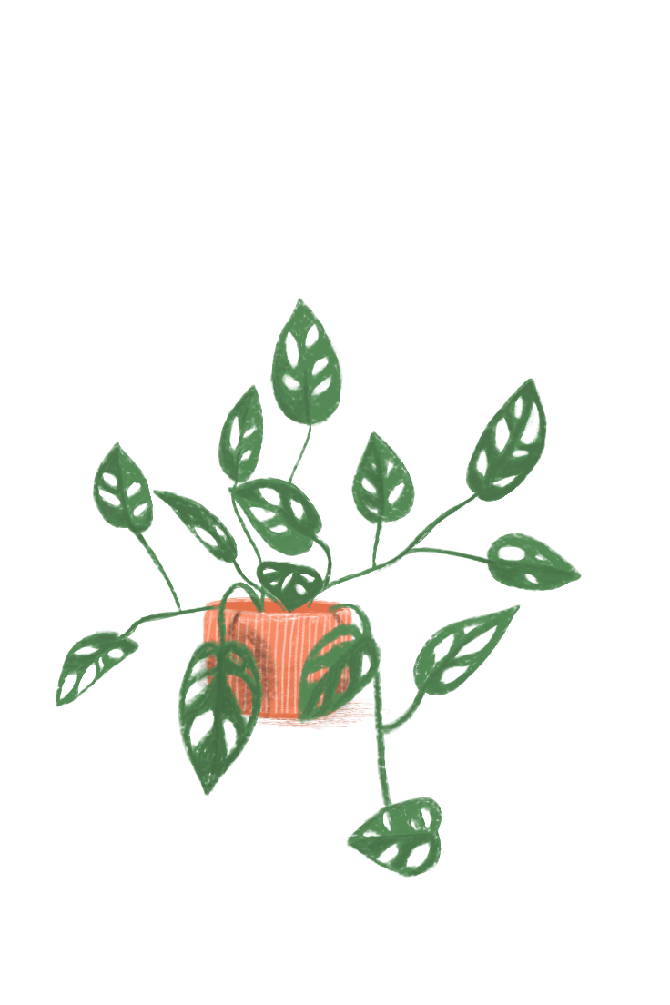A6 plantas - Imagen 6